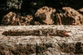 Crocodile in CaÃÂ±on del Sumidero Chiapas Mexico, mexican animals Royalty Free Stock Photo