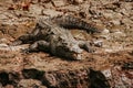 Crocodile in CaÃÂ±on del Sumidero Chiapas Mexico, mexican animals Royalty Free Stock Photo