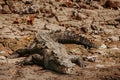 Crocodile in CaÃÂ±on del Sumidero Chiapas Mexico, mexican animals Royalty Free Stock Photo