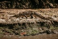 Crocodile in CaÃÂ±on del Sumidero Chiapas Mexico, mexican animals Royalty Free Stock Photo