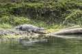 Crocodile in Chitwan National Park, Nepal Royalty Free Stock Photo