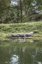 Crocodile in Chitwan National Park, Nepal Royalty Free Stock Photo