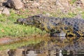 Crocodile in Chobe National Park, Botswana