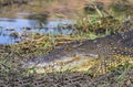 Crocodile at Chobe Riverfront, Kasane, Botswana