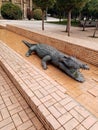 Crocodile in the city park