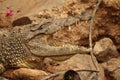 Crocodile Royalty Free Stock Photo