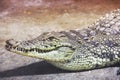 Crocodile close up. Aligator Royalty Free Stock Photo