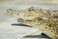 Crocodile close up, Botswana