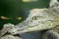 Crocodile close up, Botswana