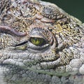 Crocodile close-up. Eye