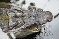 Crocodile close-up head seen from top perspective. Focus emphasizing the animal head partly submerged on water