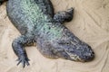 Crocodile close-up head seen from top perspective. Focus emphasizing the crocodile alligator animal head Royalty Free Stock Photo