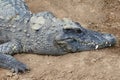 Crocodile Royalty Free Stock Photo