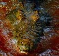 Crocodile closeup Royalty Free Stock Photo