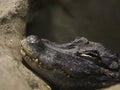 crocodile closeup. crocodile head with beautiful skin Royalty Free Stock Photo