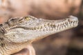 Crocodile closeup Royalty Free Stock Photo