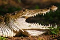 Crocodile closeup of the head Royalty Free Stock Photo