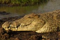 Crocodile closeup Royalty Free Stock Photo