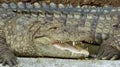 Crocodile cooling down by keeping mouth open, Indore zoo-India Royalty Free Stock Photo