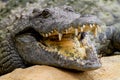 Crocodile is cooling down with mouth open