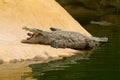 Crocodile is cooling down with mouth open