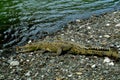 Crocodile in Corcovado National Park, Costa Rica