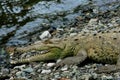 Crocodile in Corcovado National Park, Costa Rica Royalty Free Stock Photo