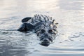 Crocodile Crawling Out of Water Royalty Free Stock Photo