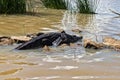 A crocodile crawls by the edge of Lake Baringo