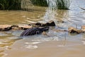 A crocodile crawls by the edge of Lake Baringo