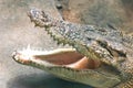 Crocodile Royalty Free Stock Photo