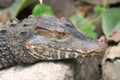 Crocodile (Crocodilia) Royalty Free Stock Photo