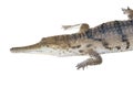 Crocodile (Crocodilia