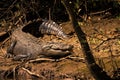 Crocodile (Crocodylidae) Australia