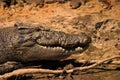 Crocodile (Crocodylidae) Australia