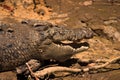 Crocodile (Crocodylidae) Australia