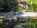 A crocodile or Crocodylidae in a cage of zoo