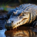 Crocodile, Crocodylus niloticus, sunbathing on the tranquil riverbank landscape