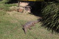 Crocodile in Currumbin Wildlife Sanctuary in Gold Coast