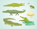 Crocodile Cute Character set. Aligator vector cartoon illustration Royalty Free Stock Photo