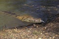 CROCODILE DE JOHNSTON crocodylus johnstoni Royalty Free Stock Photo