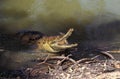 CROCODILE DE JOHNSTON crocodylus johnstoni Royalty Free Stock Photo