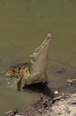 CROCODILE DE JOHNSTON crocodylus johnstoni Royalty Free Stock Photo