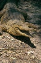 CROCODILE DE JOHNSTON crocodylus johnstoni Royalty Free Stock Photo