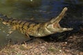 CROCODILE DE JOHNSTON crocodylus johnstoni Royalty Free Stock Photo