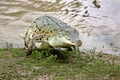 CROCODILE DE L`ORENOQUE crocodylus intermedius