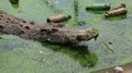 Crocodile in a dirty swamp in summer
