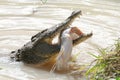 Crocodile eating fish Royalty Free Stock Photo