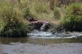 Crocodile eating gazelle on safari Tanzania