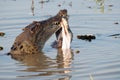 Crocodile eating prey